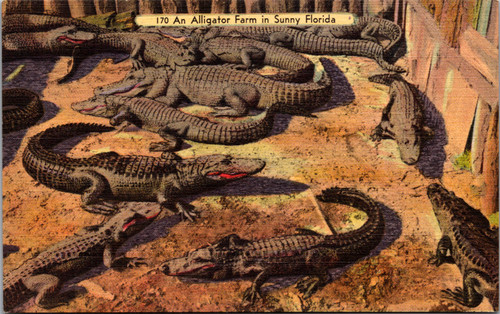 An Alligator Farm in Sunny Florida