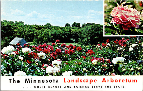 Minnesota Landscape Arboretum Peonies in Bloom Minnesota Landscape Arboretum Peonies in Bloom