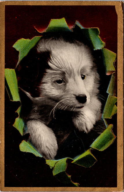 Puppy Peeking Through Paper  T.E.L. Theochrom Series 1144 Puppy Peeking Through Paper  T.E.L. Theochrom Series 1144