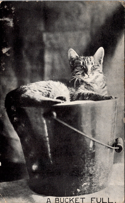 A Bucket Full - cat sitting in bucket of sand