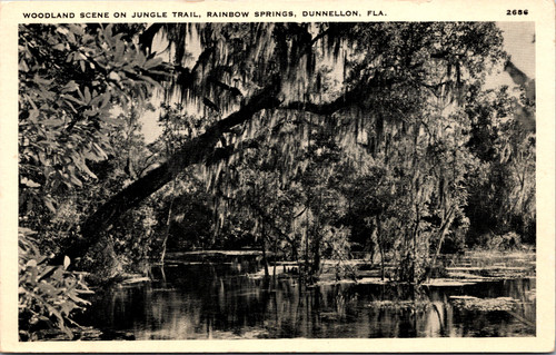 Woodland Scene on Jungle Trail Rainbow Springs