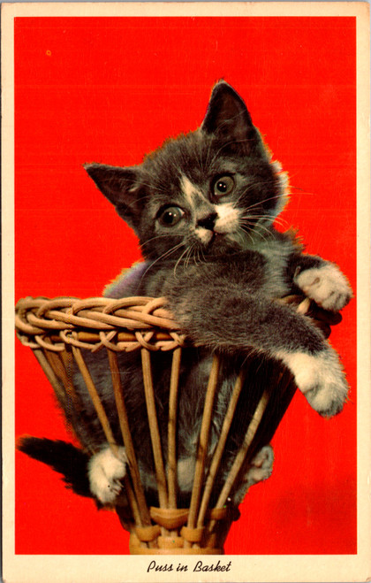 Vintage postcard showing a gray and white kitten sitting in a wicker basket against a bright red background with caption Puss in Basket.