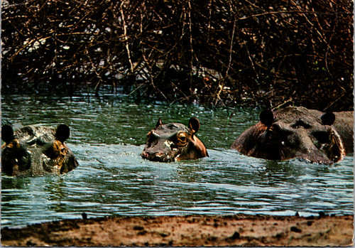 Kenya hippopotamus wildlife postcard East African Game front
