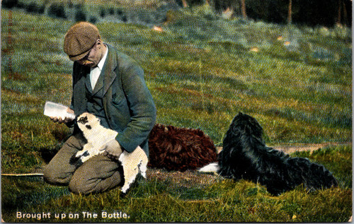 Antique divided back postcard showing man bottle-feeding lamb in rural countryside