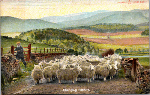 Antique Reliable Series postcard Changing Pasture showing shepherd guiding sheep through rural countryside