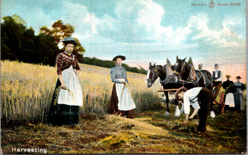 Antique divided back postcard depicting early 1900s rural harvesting farm scene
