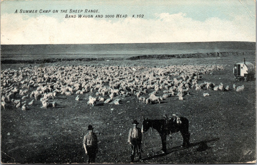 Divided back era postcard showing a summer camp on the sheep range with band wagon and flock