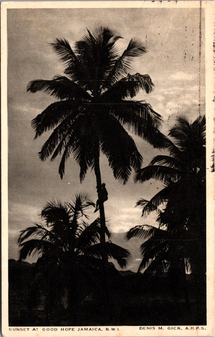 Sunset at Good Hope Jamaica 1938 palm tree silhouette postcard Denis Gick
