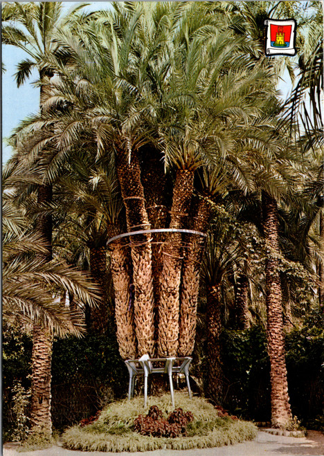 Vintage postcard of Elche Spain showing Huerto del Cura Palmera Imperial palm tree