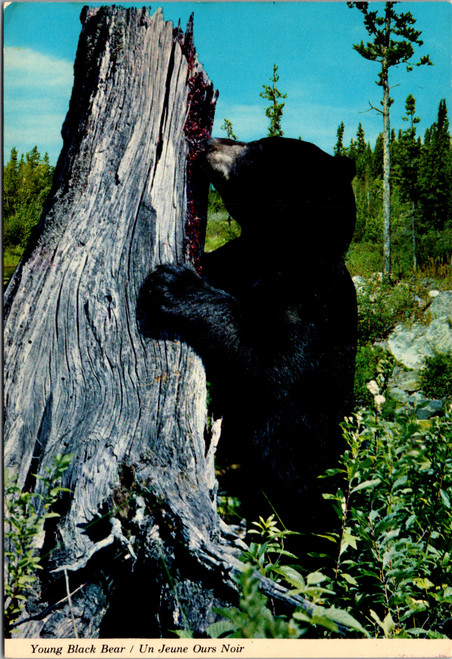 young black bear eating honey tree stump wildlife postcard Canada