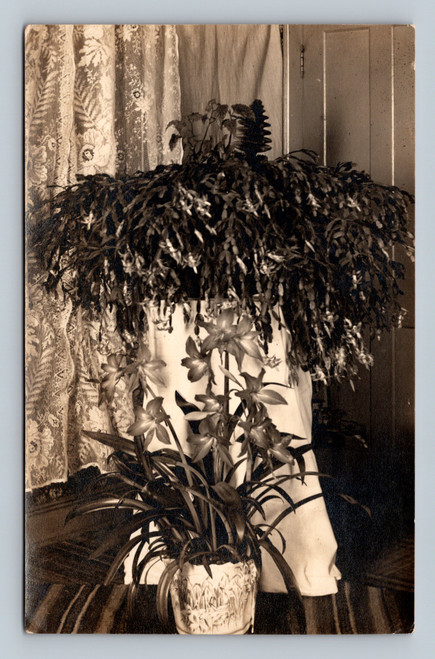 RPPC indoor plants cactus amaryllis vintage houseplant scene