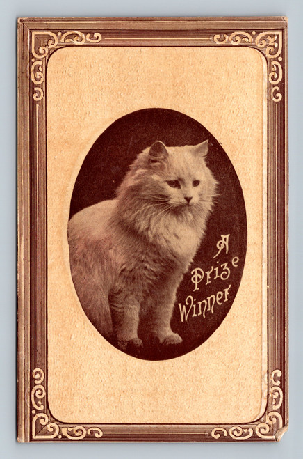 cat in black and white with painted red collar