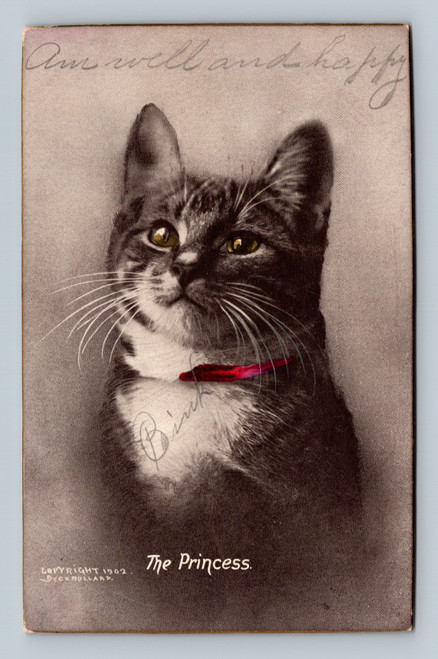 cat in black and white with painted red collar