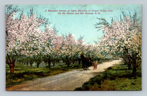 Grand Valley Colorado apple blossoms orchard antique postcard