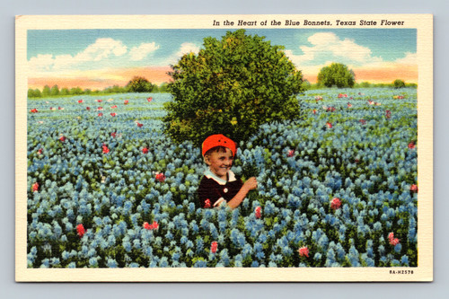 Texas bluebonnets field postcard vintage linen state flower scene