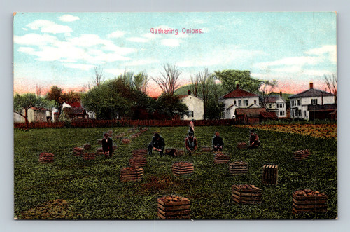 Antique postcard Gathering Onions from Stevens Ville by Arti no post cards NYC
