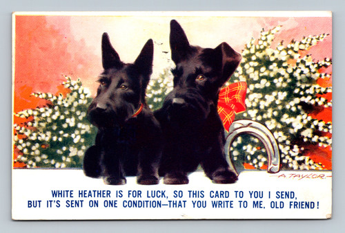 White Heather is for Luck antique postcard by Barnforth Co.