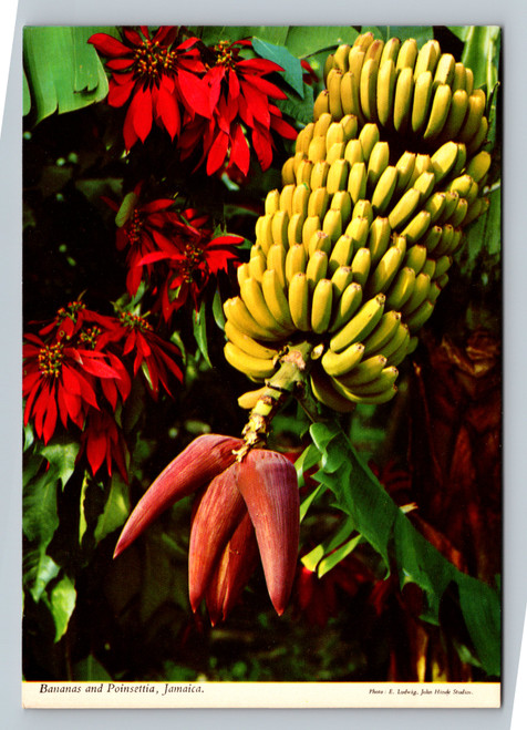 Vintage postcard of bananas and poinsettia from Jamaica by The Novelty Trading Co. Ltd.