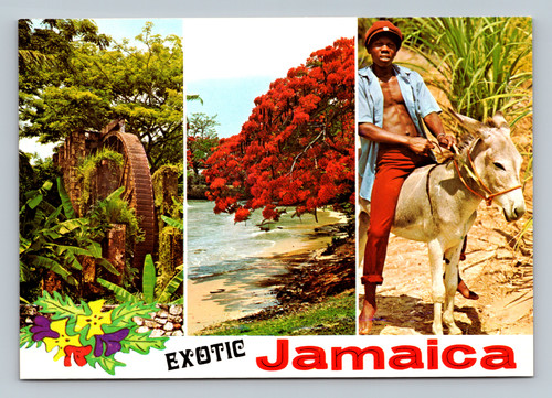 Exotic scene in Jamaica antique postcard by The Novelty Trading Co.