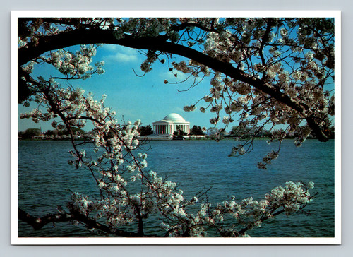 Jefferson Memorial framed by Japanese cherry blossoms vintage postcard