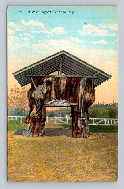 A Washington Cedar Stump postcard by J. L. Robbins Co., Spokane, Washington