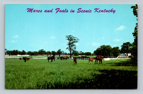 Mares and Foals in Scenic Kentucky Blue Grass Horse Farms postcard
