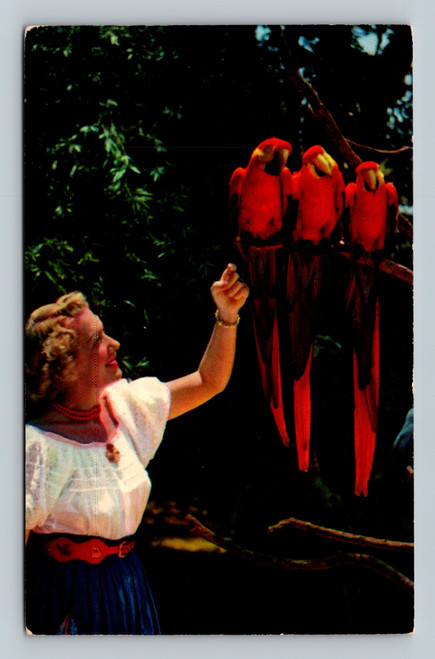 Parrots in Florida in the Parrot Jungle near Miami vintage postcard