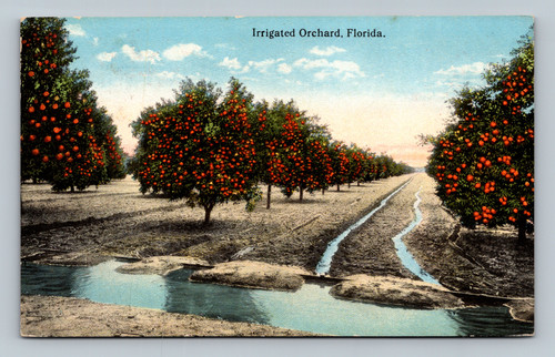 Vintage postcard of irrigated orchard in Florida by Florida News Co.