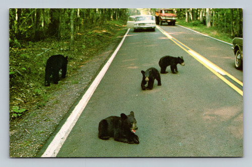 Copper Country bear family strolling on highway U.S. 41 in Mohawk Michigan
