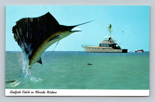Sailfish Catch in Florida Waters postcard by Florida Development Commission