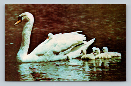 Beautiful white swans in the pond near the Argonne Guest Facility at Argonne National Laboratory