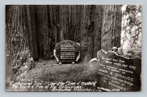 The Sacred Tree Redwoods Cathedral Tree Trees of Mystery Redwood Highway postcard