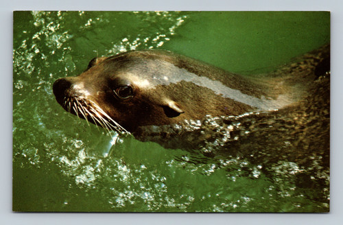 California sea lion at the Seven Seas Panorama, Brookfield Zoo