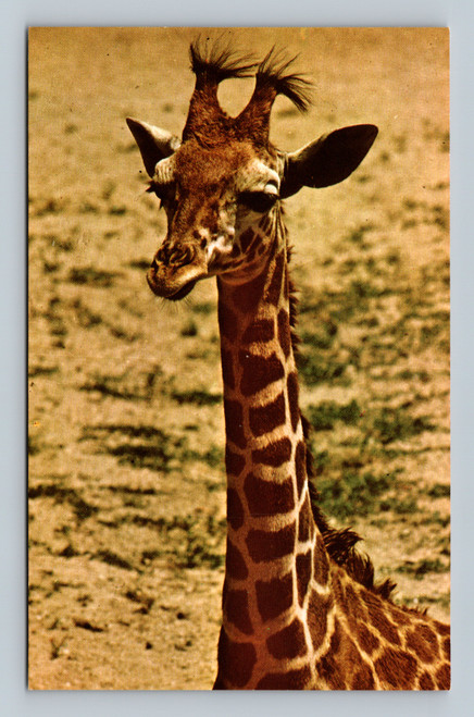 Giraffe herd at Brookfield Zoo postcard