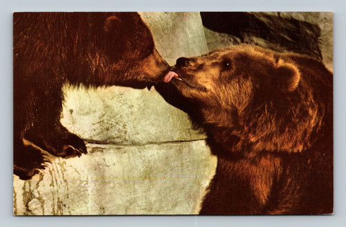 Kodiak bears displayed in a rocky grotto at Brookfield Zoo