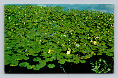 Lotus water lilies on lakes and ponds in La Crosse Wisconsin