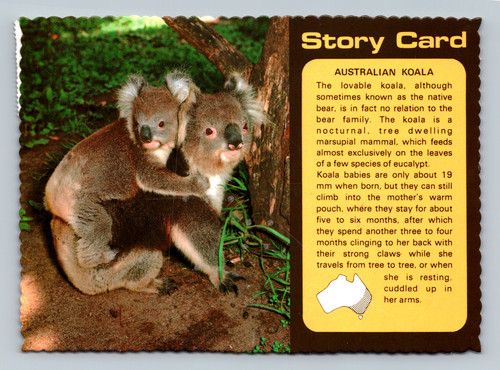 Australian koala feeding on eucalyptus leaves postcard