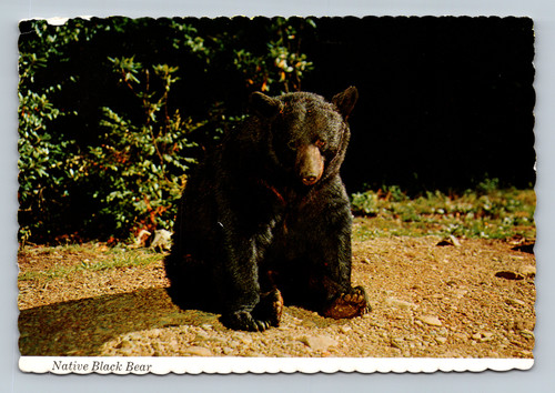 Native Black Bear in Great Smoky Mountains National Park near Gatlinburg