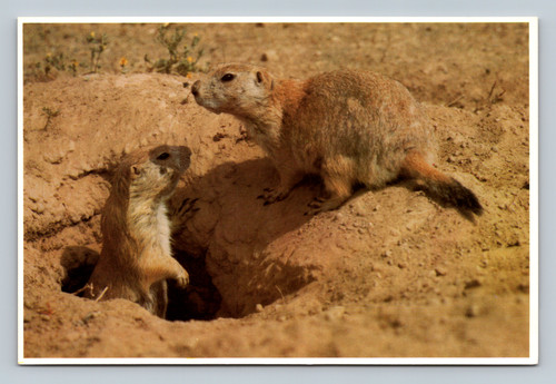 Prairie Dogs in their natural habitat on the western prairies at Prairie Dog Towns