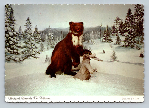 The Wolverine Michigan's Namesake Animal with Heavy Fur Coat
