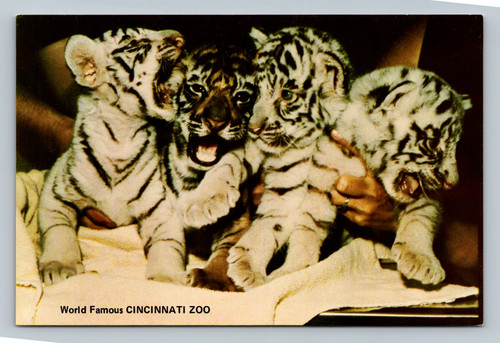 Bengal tigress Kesari with rare white tiger cubs at Cincinnati Zoo