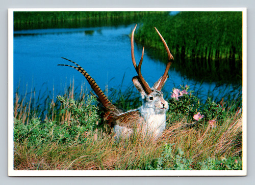 The Western Jackalope in its natural habitat near Wall South Dakota