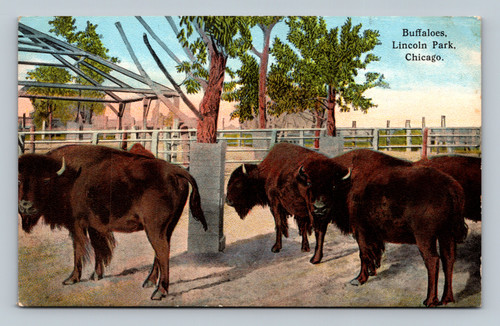 Buffaloes in Lincoln Park Zoo Chicago postcard by Max Rigot