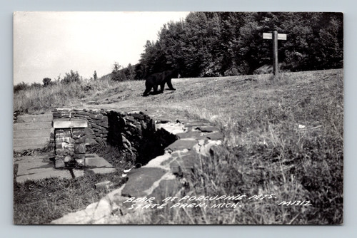 Bear at Porcupine Mountains State Park Michigan