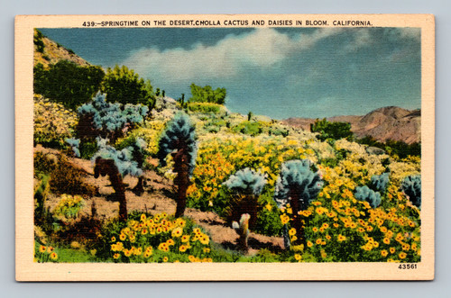Springtime desert scene with cholla cactus and daisies in bloom in California