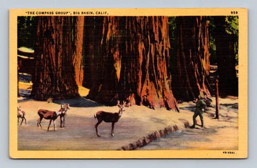 Four large Redwood Trees and wild deer at Big Basin California