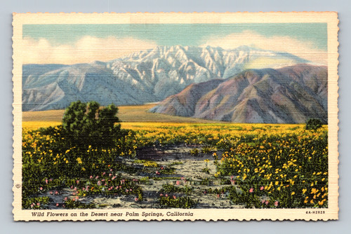 Wild flowers on desert near Palm Springs with snow clad Mt. San Jacinto