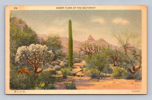 Desert flora of the Southwest postcard by Cureteich & Co.