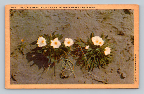 California desert primrose flower postcard by Longshaw Card Co., Los Angeles