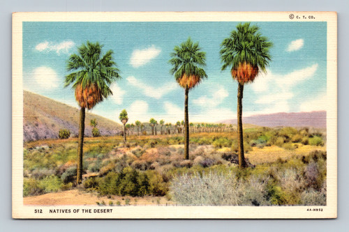 Natives of the Desert postcard by Curt Teich & Co., Chicago